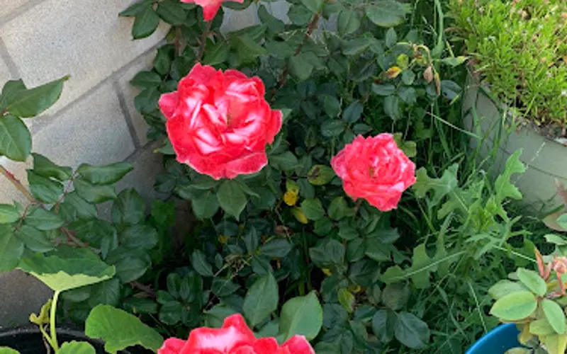 John & Bob's Smart Soil Solutions — Garden center