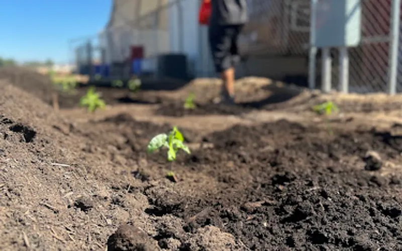Desert Mirage Farms — Plant nursery