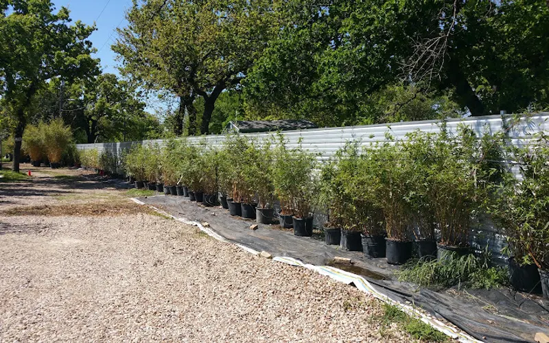 Bamboo Your Privacy — Plant nursery