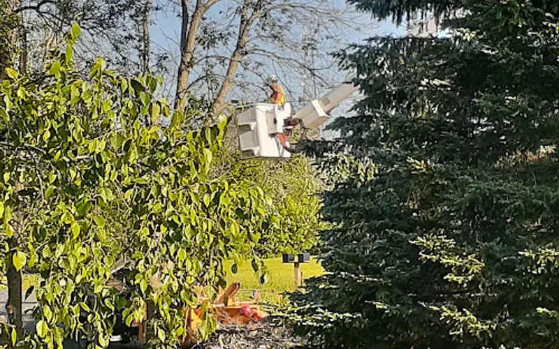 Loves Tree Removal — Tree service
