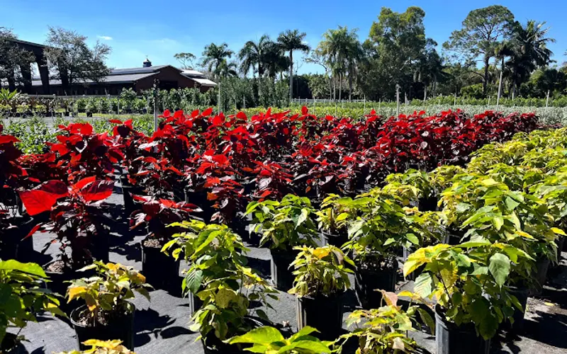 Gardening Angel Nursery — Plant nursery