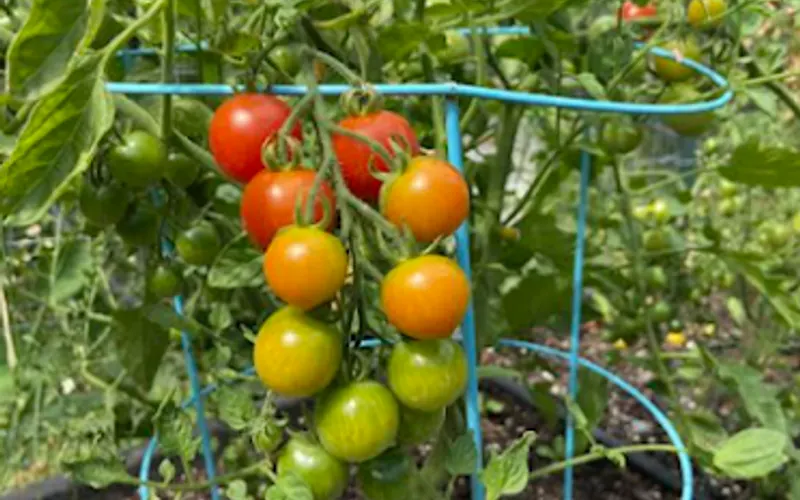 AZ Soil Solutions — Agricultural service