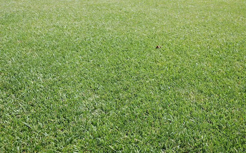 Kuenzi Turf & Nursery — Sod supplier