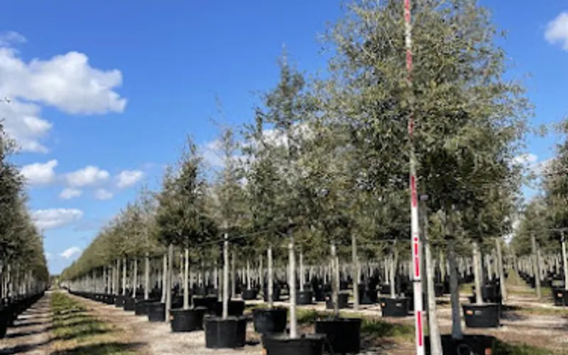 Priority Trees and Shrubs — Landscaping supply store