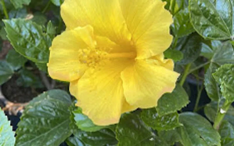 R C Ground Cover — Wholesale plant nursery
