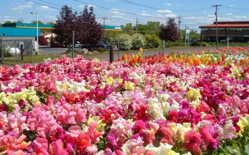 Al's Landscaping & Nursery — Landscape designer
