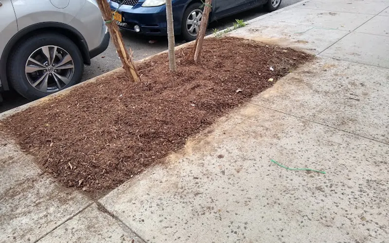Almstead Tree, Shrub & Lawn Care Co. — Tree service