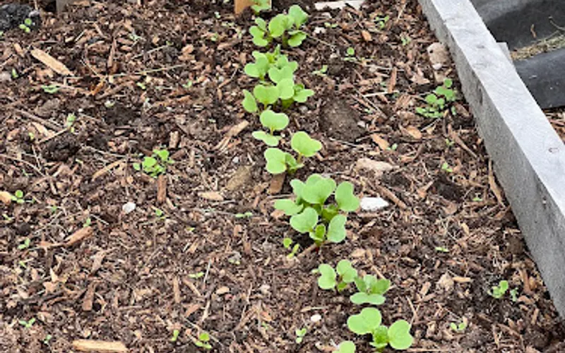 One Small Garden — Garden center