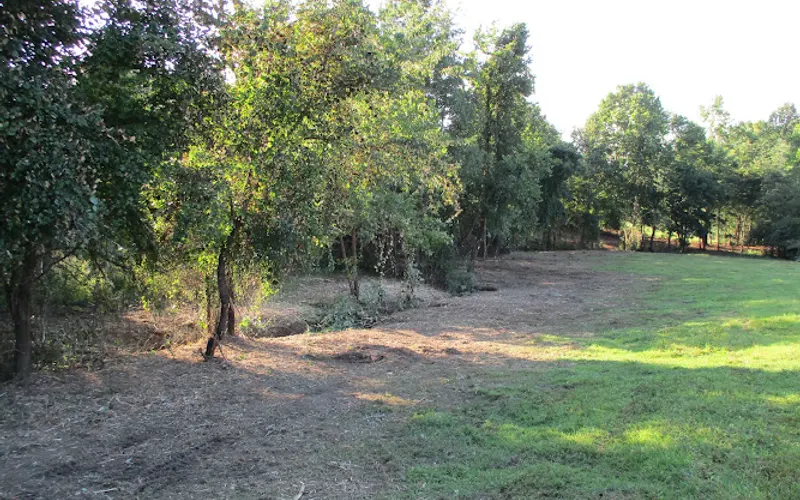 Randy Hovey Construction, LLC l Forestry Mulching l Trenching — Forestry service