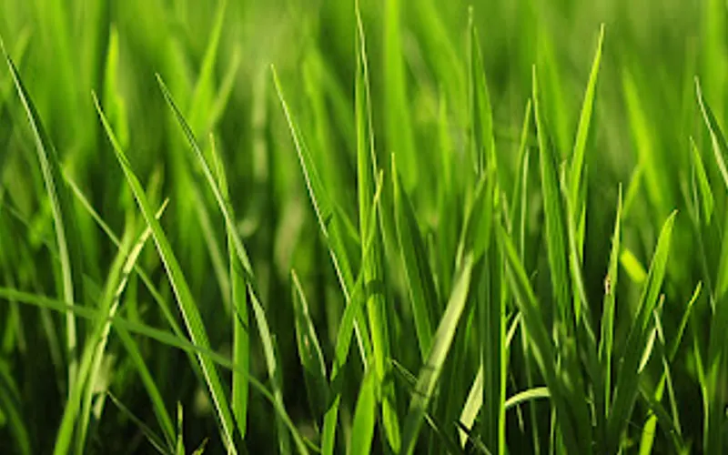Smiley's Lawn & Tractor Service LLC — Sand & gravel supplier