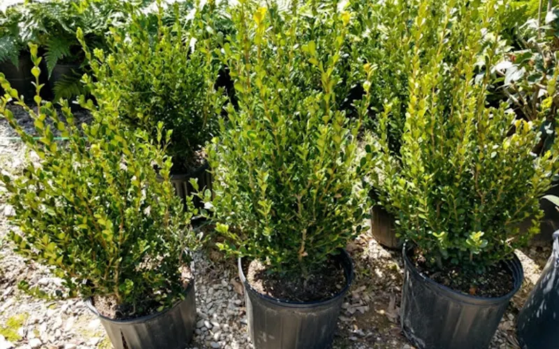 Alabama Plant Wholesale — Wholesaler