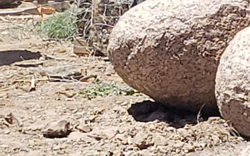 Desert Rock Co. — Landscaping supply store