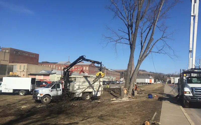 Strobert Tree Services — Tree service