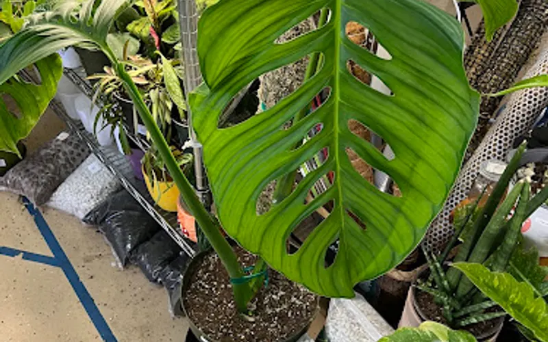 The Lucky Garden Dublin Hydroponics — Garden center