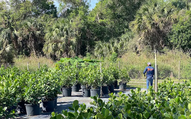 Treasure Coast Turf/Trees Inc — Wholesale plant nursery