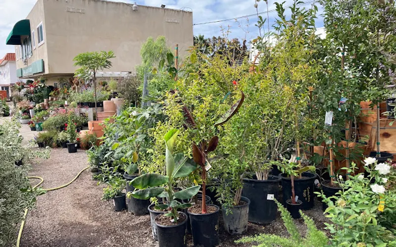 Green Gardens Nursery — Garden center