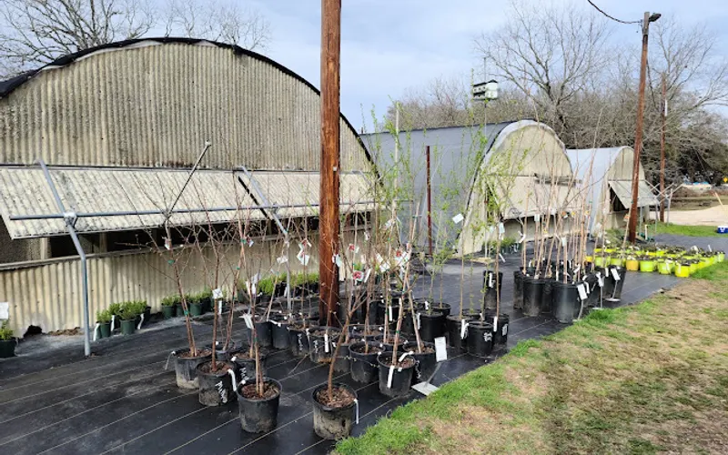 Hill Country African Violets and Nursery — Plant nursery