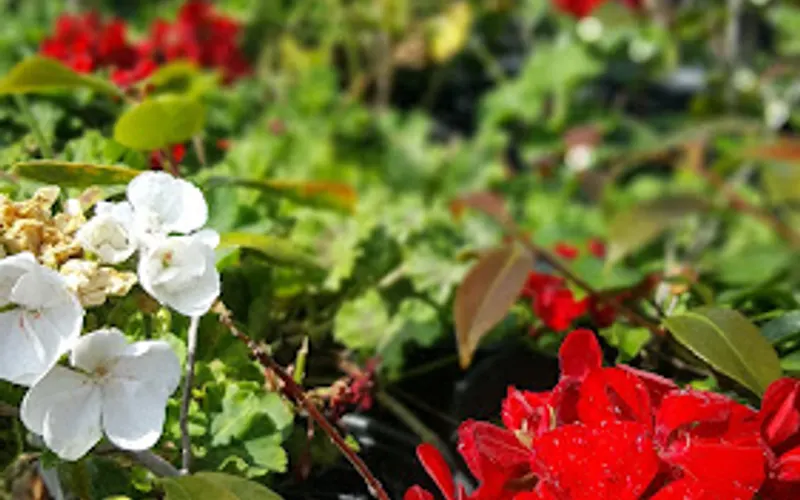 Garden Grove Nursery — Plant nursery