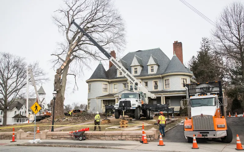 Mountain Tree Service, Inc. — Tree service