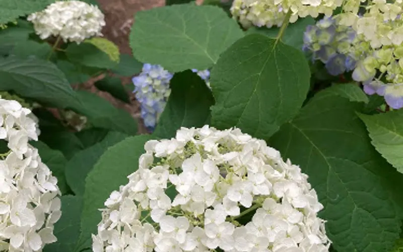 Hetrick Gardens Landscape & Nursery Center — Garden center