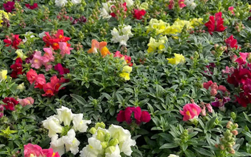 Newton Nurseries - LWD — Landscaping supply store