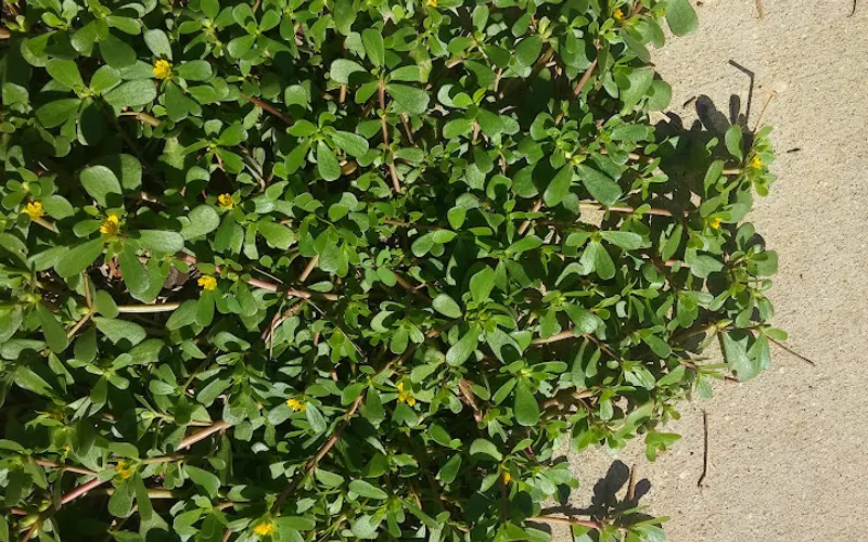 Landscape Supply of Greenwood — Landscaping supply store
