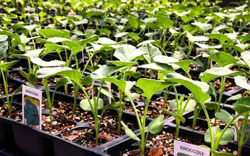 Carolina Gardens — Garden center