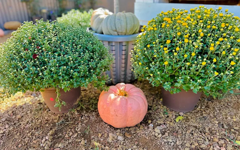 Seasonal Landscaping LLC — Garden center