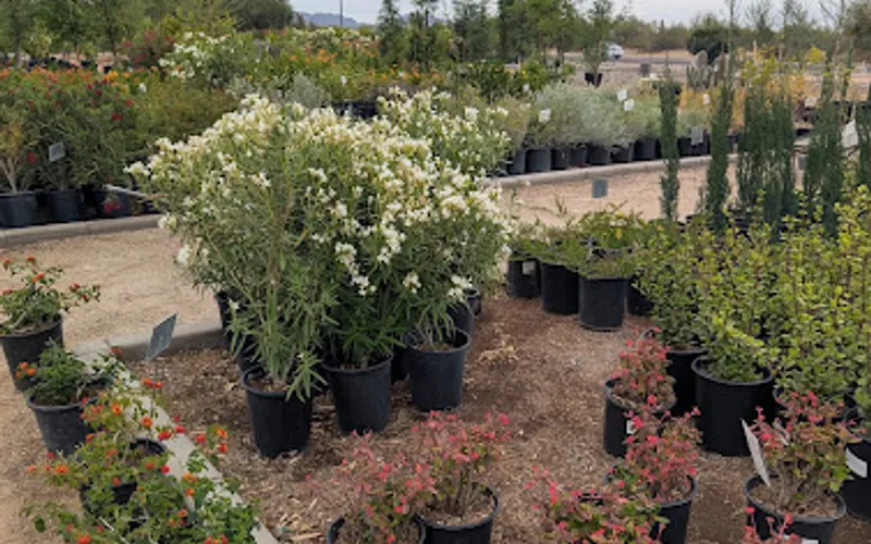 Black Mountain Nursery — Plant nursery