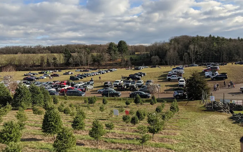 Bell's Christmas Trees — Christmas tree farm