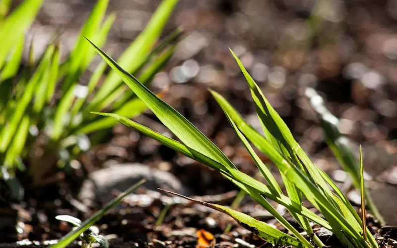 Action Theory Landscaping and Nursery — Landscape architect
