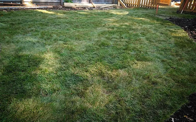 Simply Sod Lincoln — Sod supplier