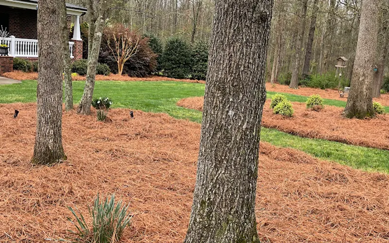 Carolina Pine Needles — Garden