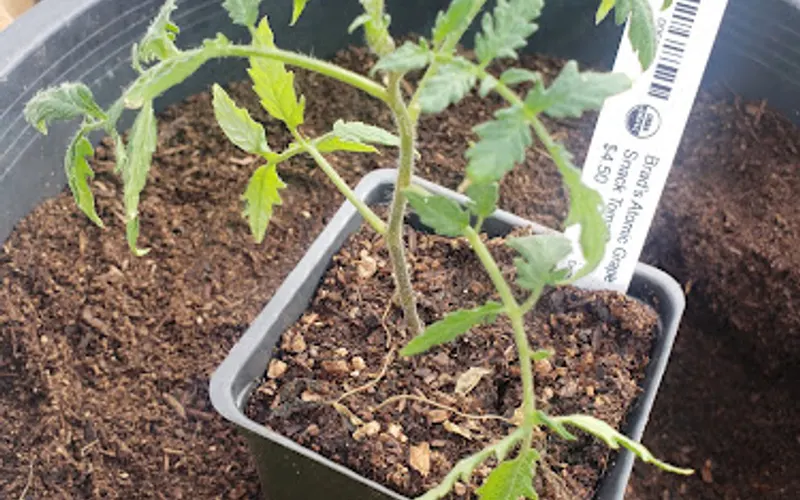 North End Organic Nursery — Plant nursery