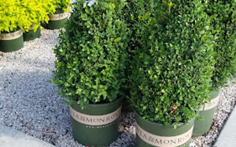Joe's Market Basket — Garden center