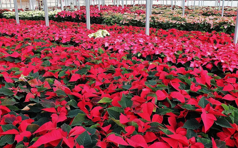 Corky's Garden Path — Garden center