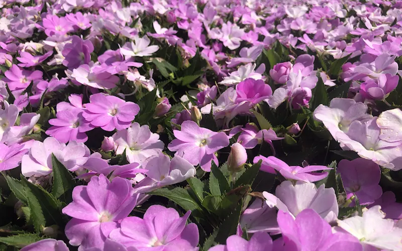 Evergreen Land Inc. — Landscape architect