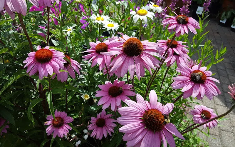 Hoch's Landscaping & Garden Center — Garden center