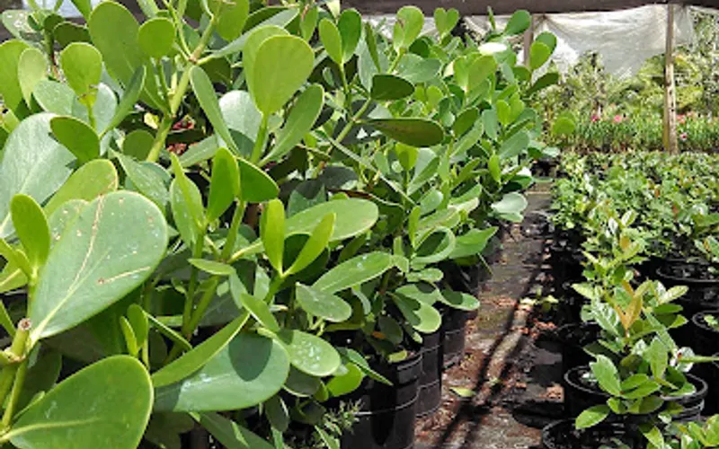 Desoto Nursery, LLC — Wholesale plant nursery