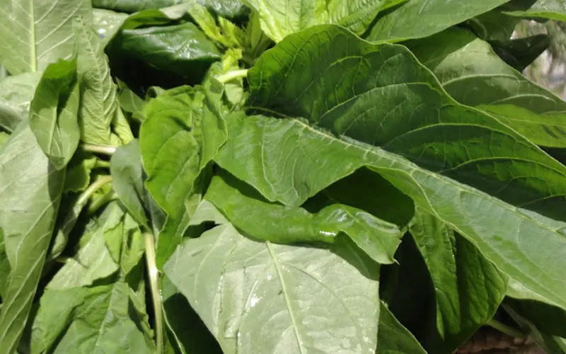 Caribbean Garden Seed & EXATIC Organic ,Heirloom AND NON GMO SEEDS PLANTS & BULB — Seed supplier
