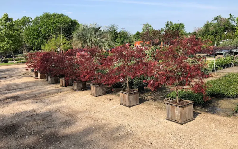 Austin Plant Supply — Wholesale plant nursery