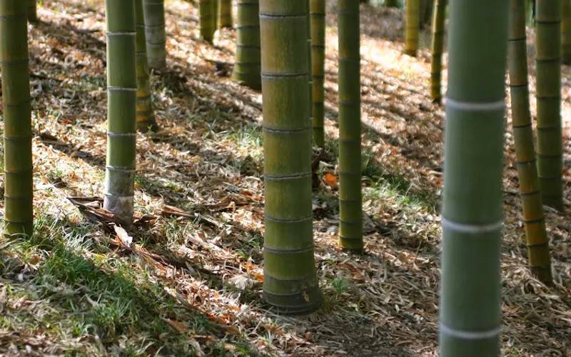 Lewis Bamboo, Inc. — Plant nursery