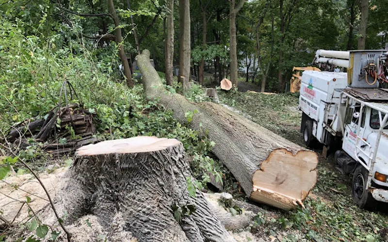 Rosamilia Landscaping and Tree Work — Tree service