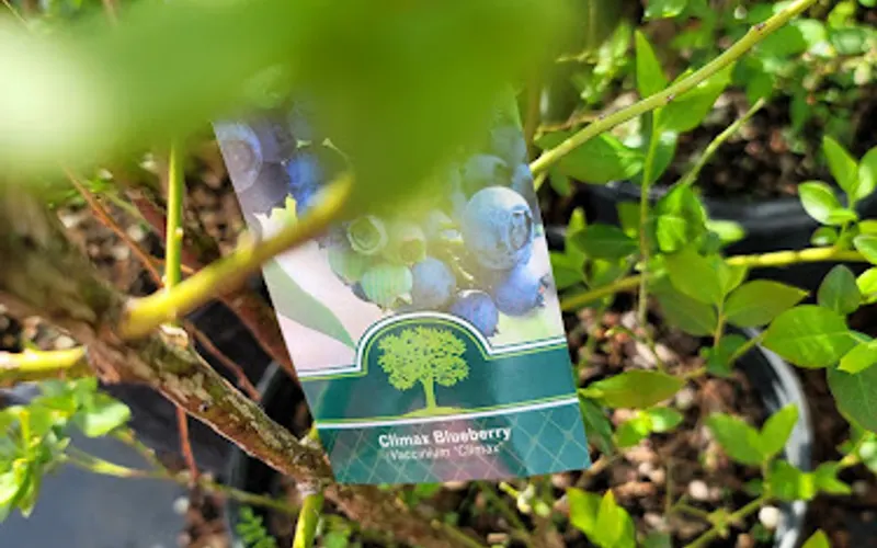 ABC Plant Nursery & Garden — Garden center