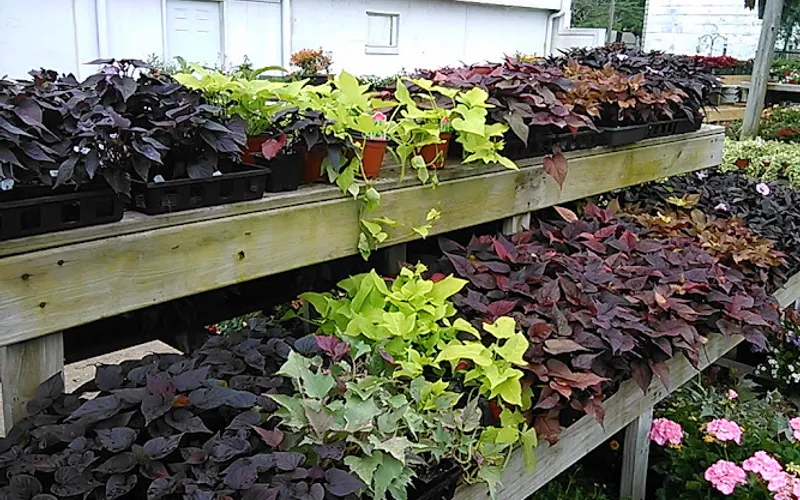 Norfolk County Feed and Seed — Garden center