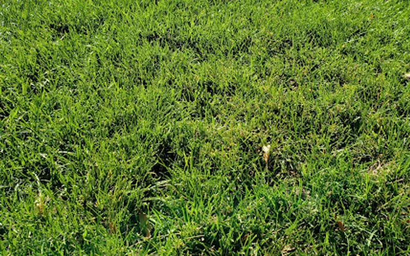 Earthanics Natural and Organic Lawncare — Lawn care service