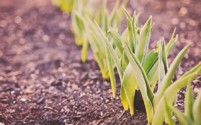 Kurtz Bros. Mulch & Soils — Mulch supplier