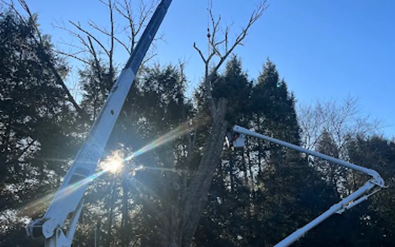 Branch to Branch Tree Service — Tree service