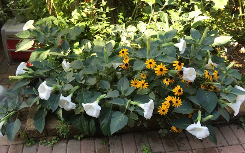 Country Gardens Garden Center — Garden center