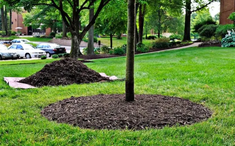 Martin Lumber & Mulch, LLC — Mulch supplier